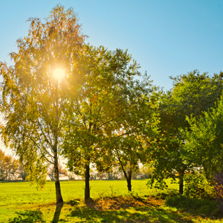 Gedenkbaum-Gruppe von Nane für Lieselotte Schneider 